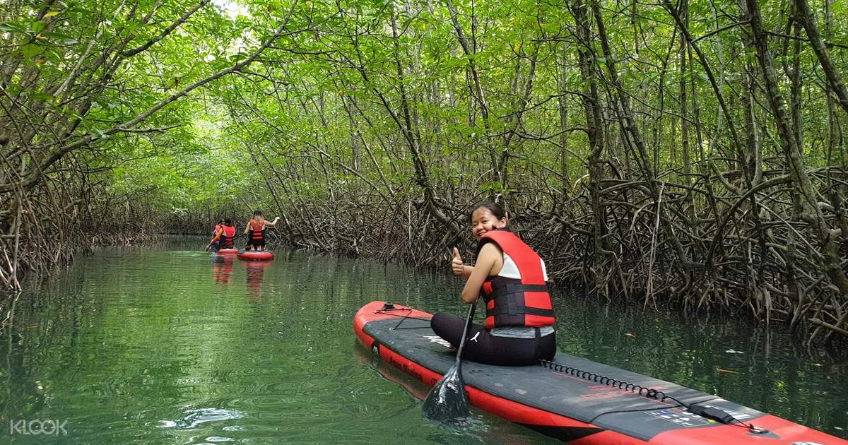 Stand Up Paddle Boarding Mangrove Safari Adventures in Kota Kinabalu